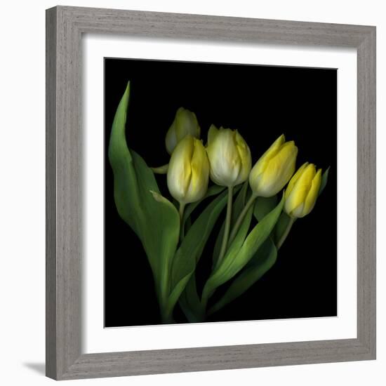 Yellow Tulips 3-Magda Indigo-Framed Photographic Print