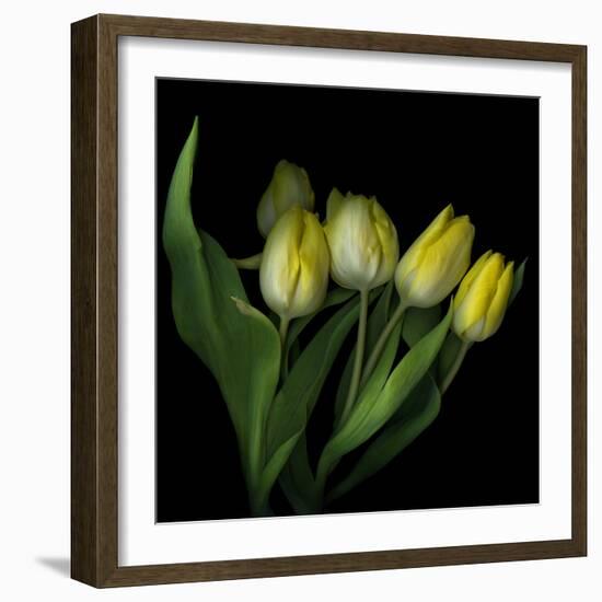 Yellow Tulips 3-Magda Indigo-Framed Photographic Print