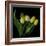 Yellow Tulips 3-Magda Indigo-Framed Photographic Print