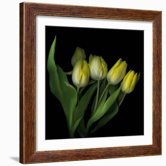 Yellow Tulips 3-Magda Indigo-Framed Photographic Print