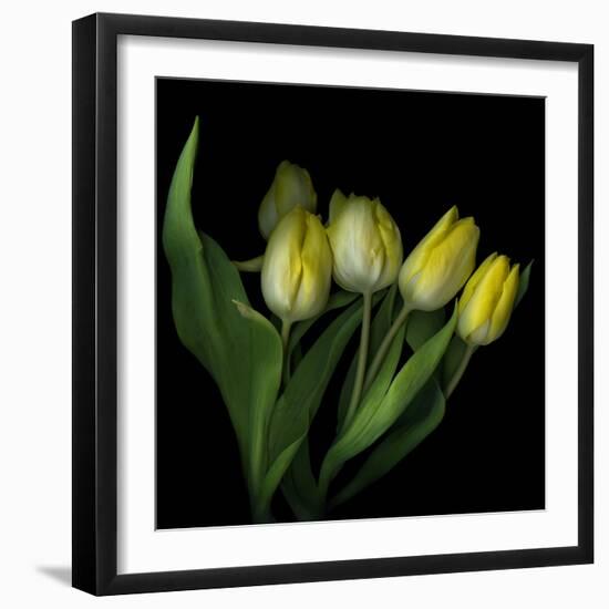 Yellow Tulips 3-Magda Indigo-Framed Photographic Print