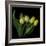 Yellow Tulips 3-Magda Indigo-Framed Photographic Print