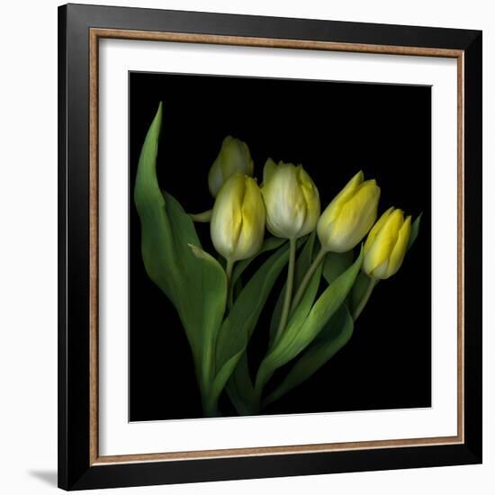 Yellow Tulips 3-Magda Indigo-Framed Photographic Print