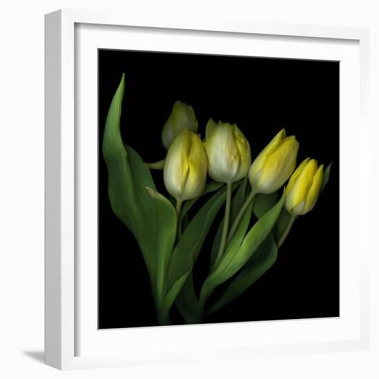 Yellow Tulips 3-Magda Indigo-Framed Photographic Print