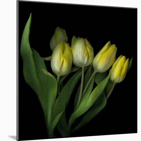 Yellow Tulips 3-Magda Indigo-Mounted Photographic Print