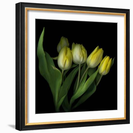 Yellow Tulips 3-Magda Indigo-Framed Photographic Print