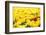 Yellow Tulips and One Red-Sofiaworld-Framed Photographic Print