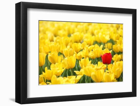 Yellow Tulips and One Red-Sofiaworld-Framed Photographic Print