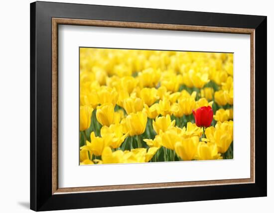 Yellow Tulips and One Red-Sofiaworld-Framed Photographic Print