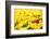 Yellow Tulips and One Red-Sofiaworld-Framed Photographic Print