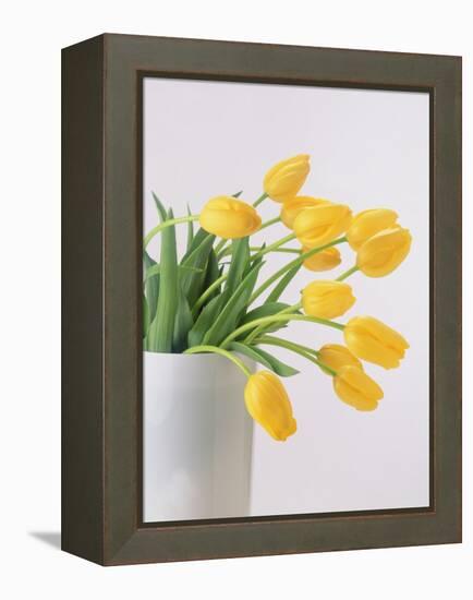 Yellow Tulips I, 1999-Norman Hollands-Framed Premier Image Canvas