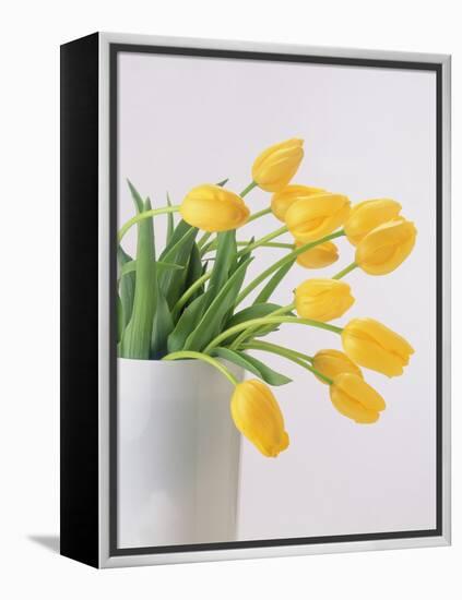 Yellow Tulips I, 1999-Norman Hollands-Framed Premier Image Canvas