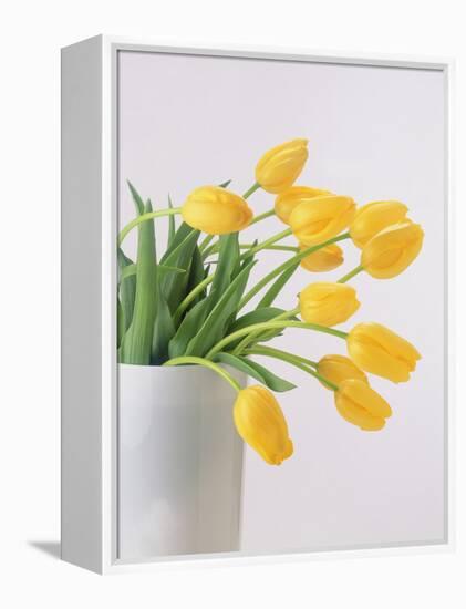 Yellow Tulips I, 1999-Norman Hollands-Framed Premier Image Canvas