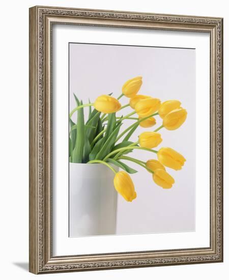 Yellow Tulips I, 1999-Norman Hollands-Framed Photographic Print