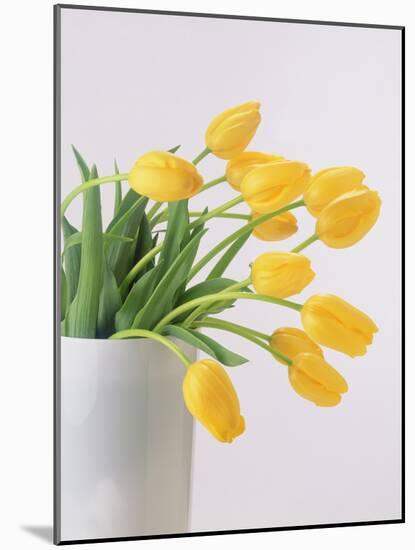 Yellow Tulips I, 1999-Norman Hollands-Mounted Photographic Print