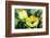 Yellow Tulips-Hanneke Floor-Framed Art Print