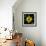 Yellow Tulips-Magda Indigo-Framed Photographic Print displayed on a wall