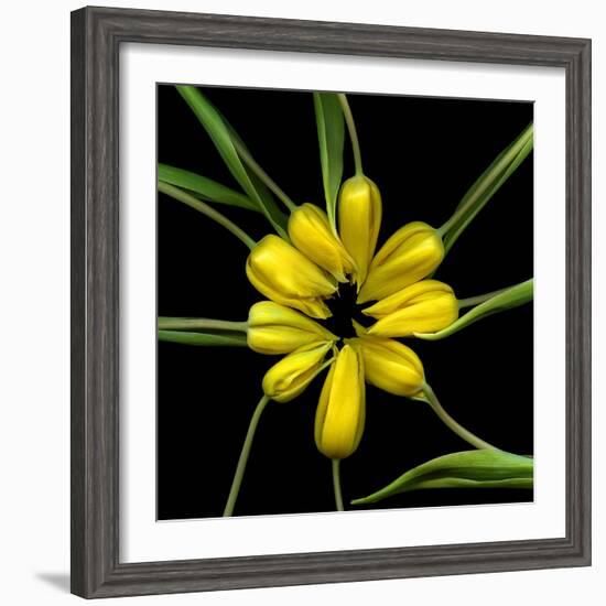 Yellow Tulips-Magda Indigo-Framed Photographic Print