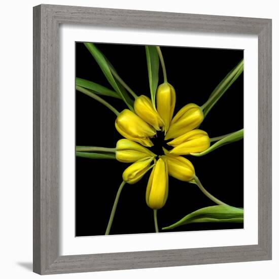 Yellow Tulips-Magda Indigo-Framed Photographic Print