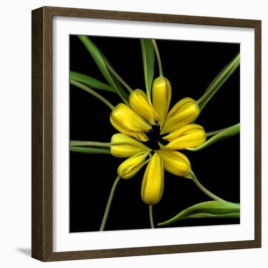 Yellow Tulips-Magda Indigo-Framed Photographic Print