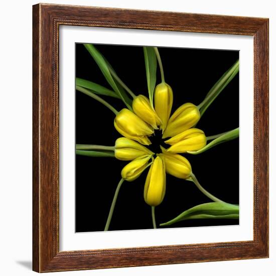 Yellow Tulips-Magda Indigo-Framed Photographic Print