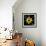 Yellow Tulips-Magda Indigo-Framed Photographic Print displayed on a wall