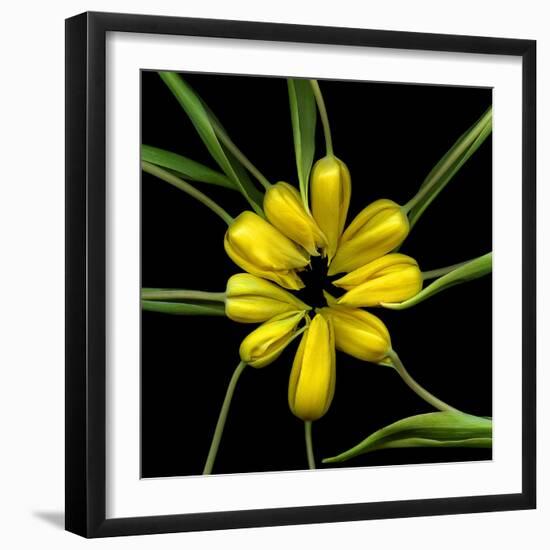 Yellow Tulips-Magda Indigo-Framed Photographic Print