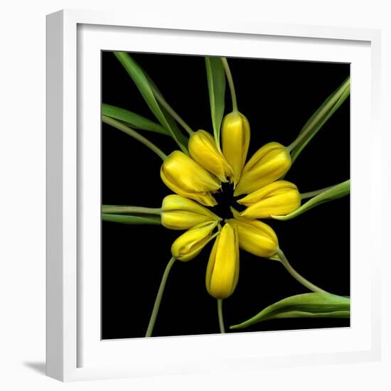 Yellow Tulips-Magda Indigo-Framed Photographic Print