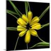 Yellow Tulips-Magda Indigo-Mounted Photographic Print