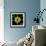 Yellow Tulips-Magda Indigo-Framed Photographic Print displayed on a wall