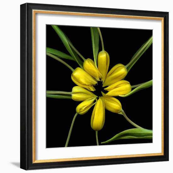 Yellow Tulips-Magda Indigo-Framed Photographic Print