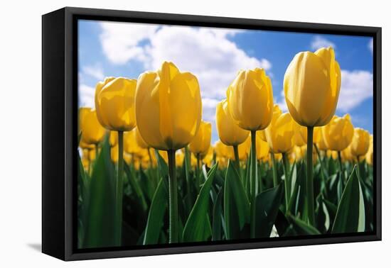 Yellow Tulips-null-Framed Premier Image Canvas