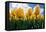 Yellow Tulips-null-Framed Premier Image Canvas