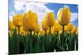 Premium Photographic Print