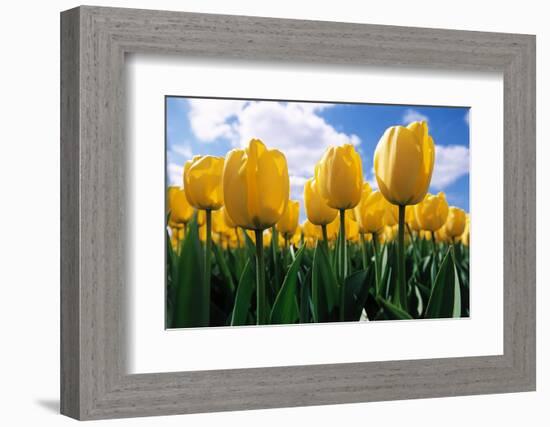 Yellow Tulips-null-Framed Photographic Print