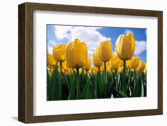 Yellow Tulips-null-Framed Photographic Print