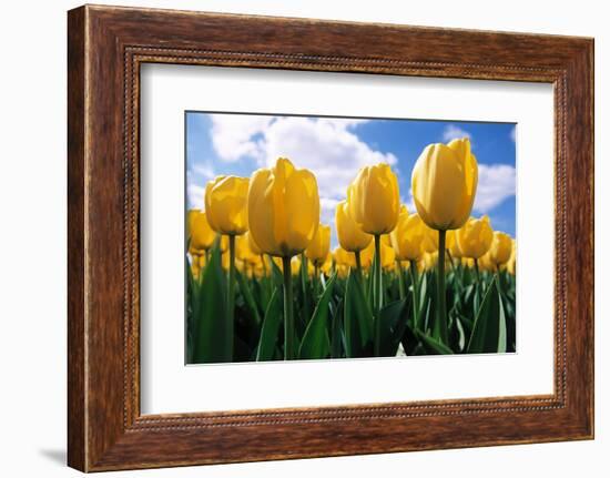 Yellow Tulips-null-Framed Photographic Print