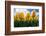 Yellow Tulips-null-Framed Photographic Print