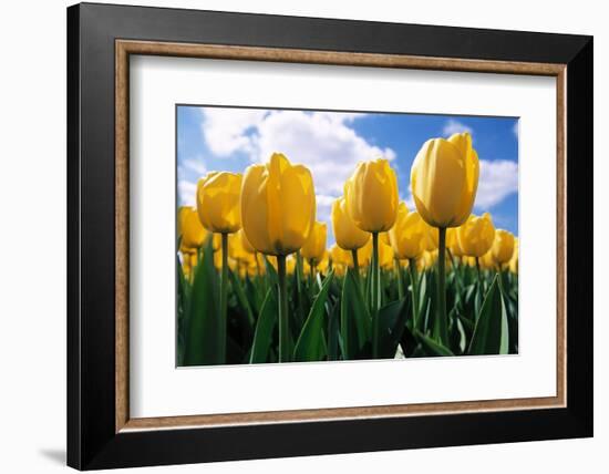 Yellow Tulips-null-Framed Photographic Print