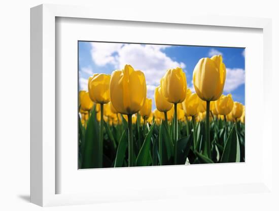 Yellow Tulips-null-Framed Photographic Print