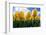 Yellow Tulips-null-Framed Photographic Print