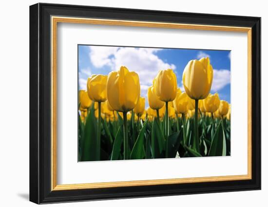 Yellow Tulips-null-Framed Photographic Print