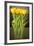 Yellow Tulips-Karyn Millet-Framed Photographic Print