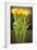 Yellow Tulips-Karyn Millet-Framed Photographic Print