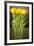 Yellow Tulips-Karyn Millet-Framed Photographic Print