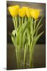 Yellow Tulips-Karyn Millet-Mounted Photographic Print