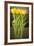 Yellow Tulips-Karyn Millet-Framed Photographic Print