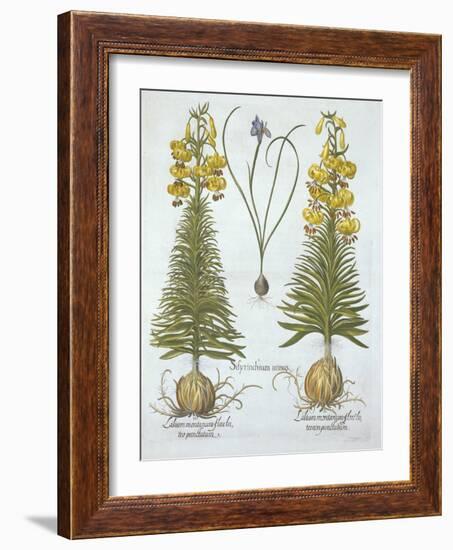 Yellow Turkscap Lily with Bulb and Dwarf Blue-Eyed Grass,, from 'Hortus Eystettensis', by Basil Bes-German School-Framed Giclee Print