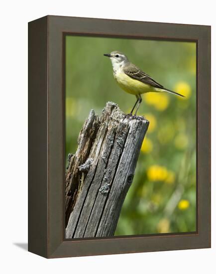 Yellow Wagtail Female Perched on Old Fence Post, Upper Teesdale, Co Durham, England, UK-Andy Sands-Framed Premier Image Canvas