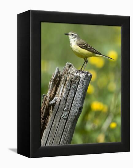 Yellow Wagtail Female Perched on Old Fence Post, Upper Teesdale, Co Durham, England, UK-Andy Sands-Framed Premier Image Canvas